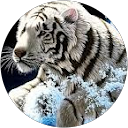 Tosif Zaidi profile picture